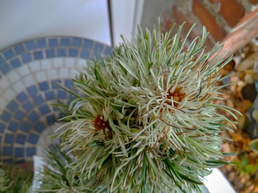 Pinus parviflora 'Tanima no yuki' KOSMICZNA SOSNA ...