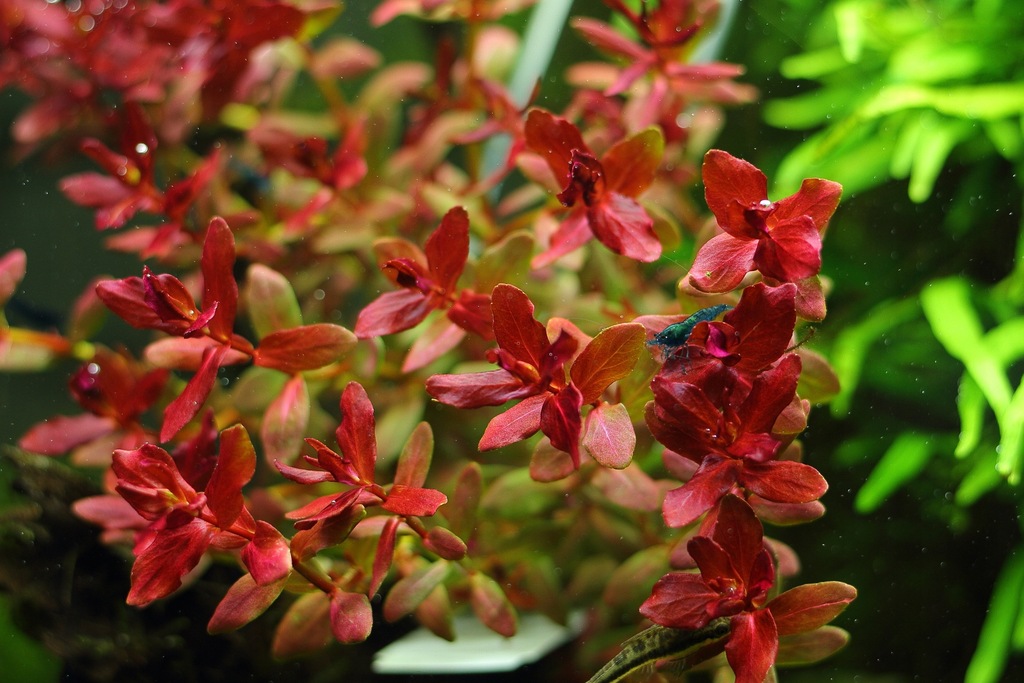 Купить Аквариумные растения Rotala MINI BUTTERFLY, РЕДКИЕ: отзывы, фото, характеристики в интерне-магазине Aredi.ru