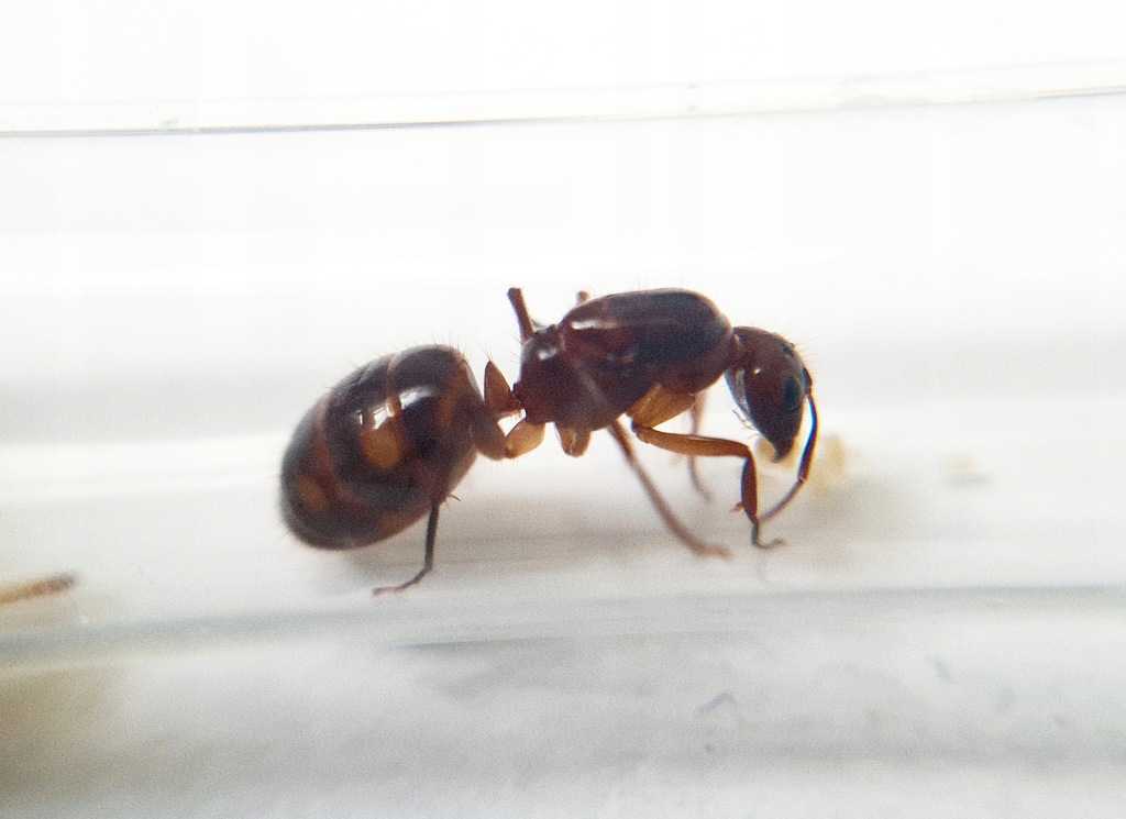 Camponotus substititis Królowa do Hodowli