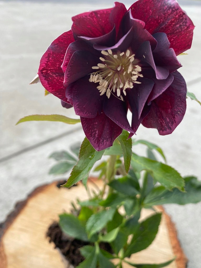 Helleborus | Ciemiernik ori. Double Ellen Purple - 13378166036 ...