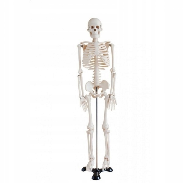 Szkielet Czlowieka Model 85 Cm Anatomia Kosciec 7868371851 Oficjalne Archiwum Allegro