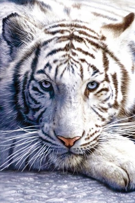 Tygrys Bengalski Biały Tiger - plakat 61x91,5 cm