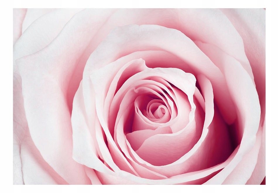 Fototapeta optyczna róża kwiaty kwiat róż 200x140