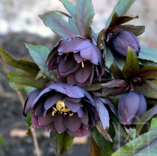 Ciemiernik Double Ellen Purple purpurowo-czarny! - 9818477436 ...