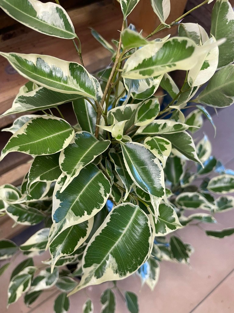 fikus Ficus Ficus Benjamina Twilight BIAŁY