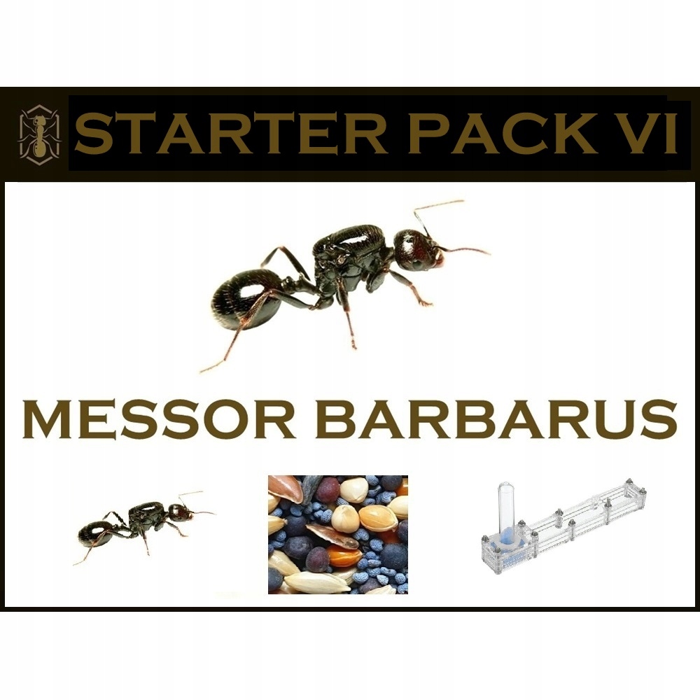 [Mrówki] Zestaw Startowy VI - Messor barbarus