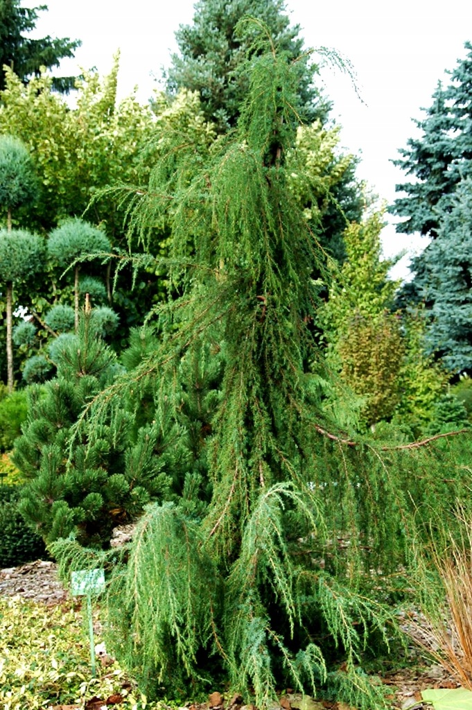 Jałowiec Pospolity Horstmann.Juniperus Communis+GR