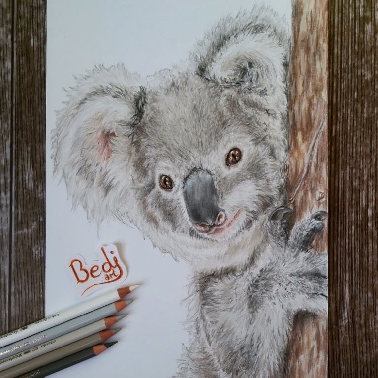 Rysunek, Portret Koala (format a4, kredki)