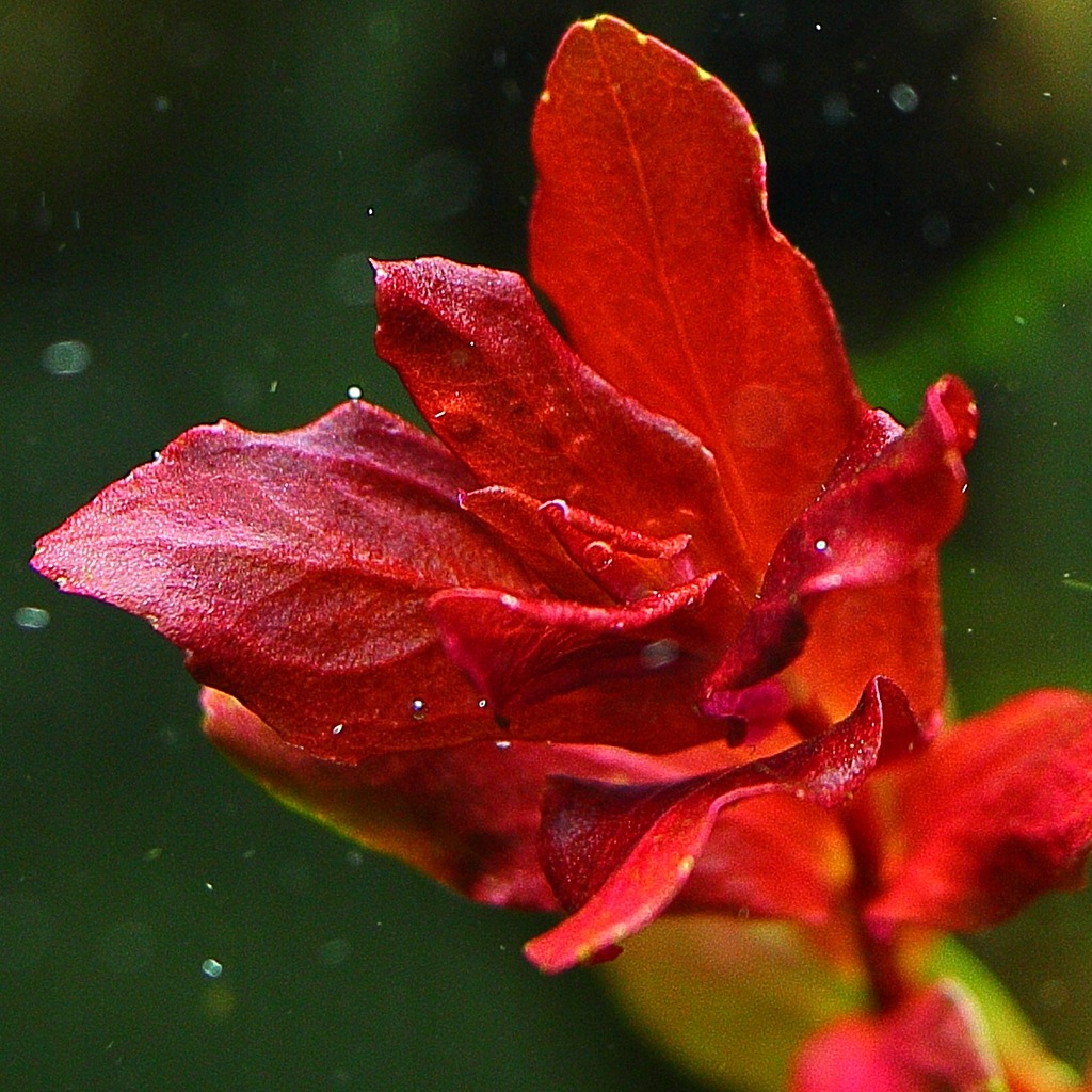 Купить Аквариумные растения Rotala MINI BUTTERFLY, РЕДКИЕ: отзывы, фото, характеристики в интерне-магазине Aredi.ru