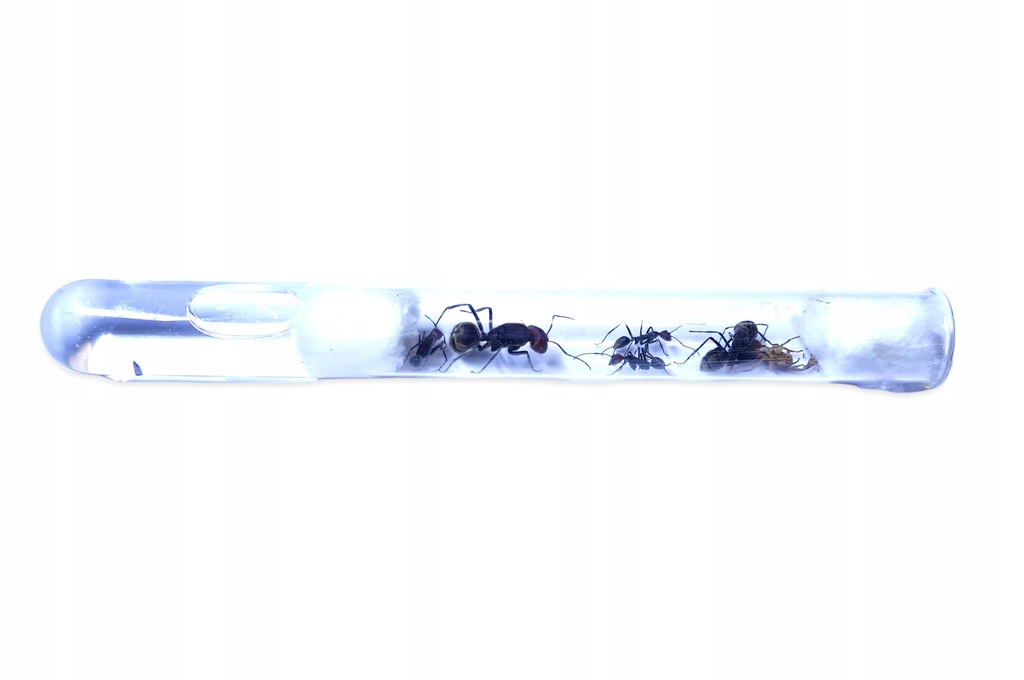 Camponotus singularis Q+11-20 w. do Formikarium