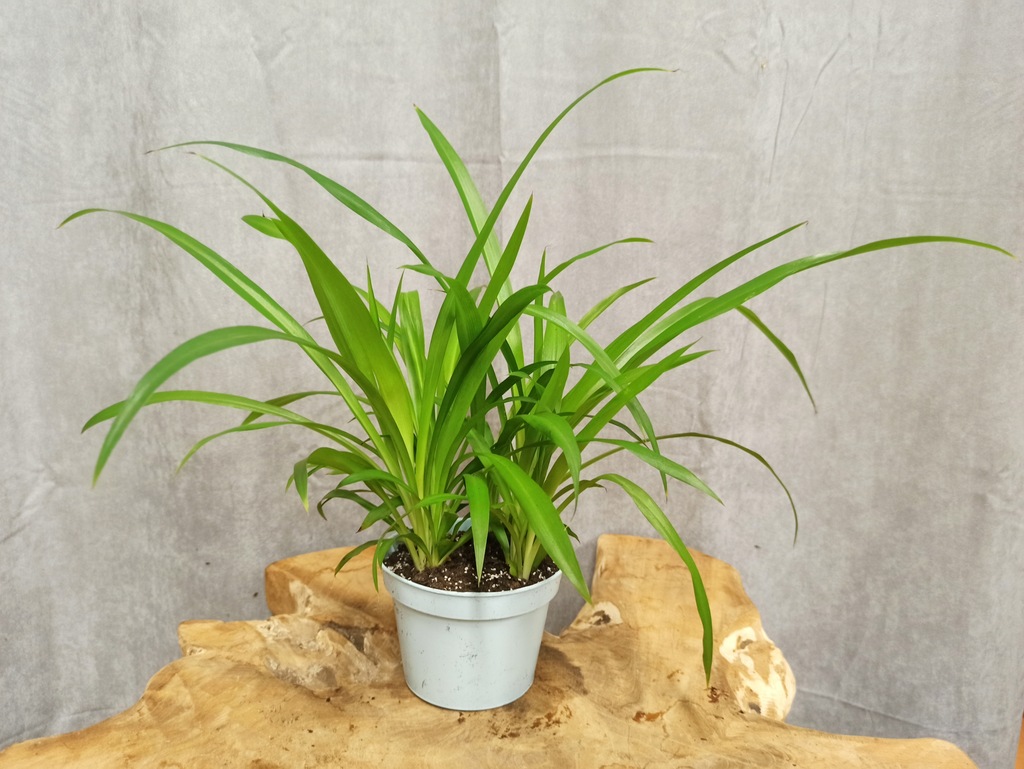 ZIELISTKA CHLOROPHYTUM CAŁA ZIELONA GĘSTE SADZONKI