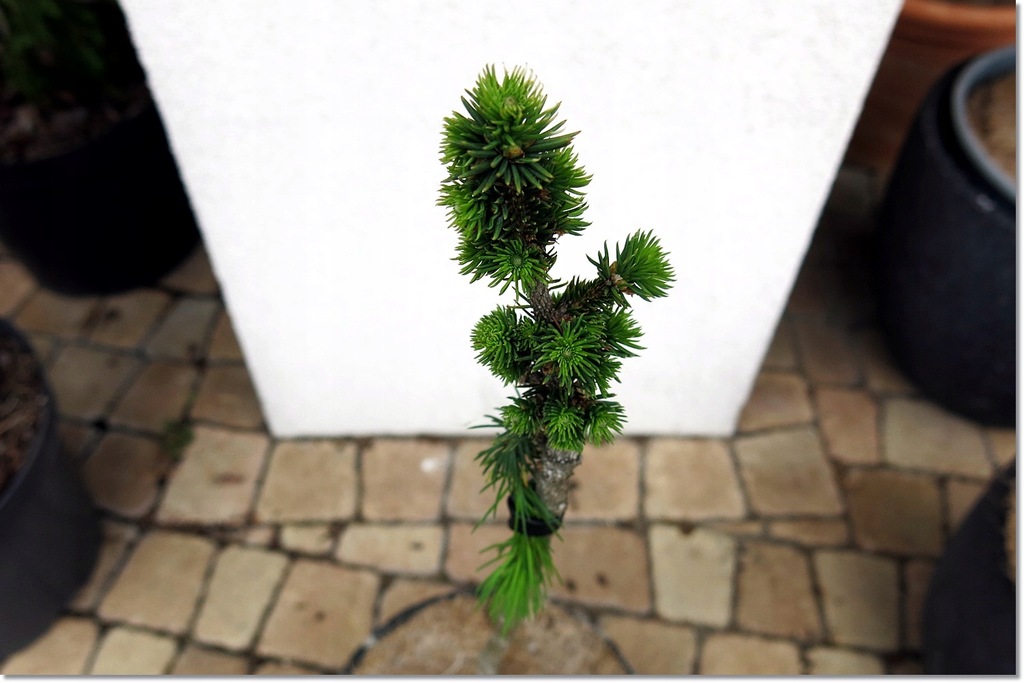 Picea abies 'R.E.L. Broom' - miniaturka !!!