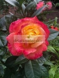 Róża wielkokwiatowa Midsummer (rosa)