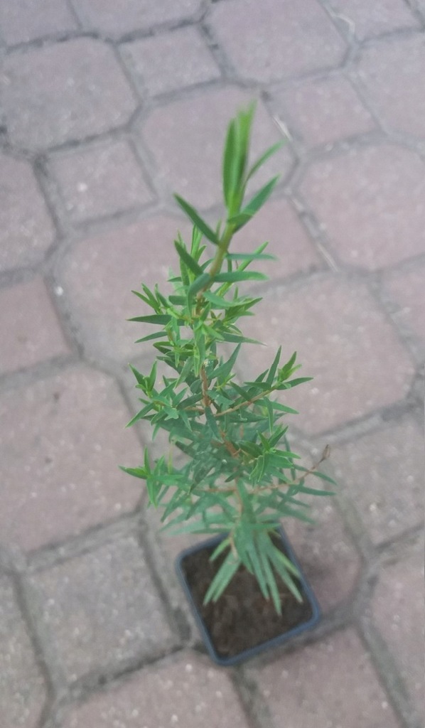 Tea-tree (Melaleuca Alternifolia) sadzonka