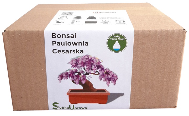 ZESTAW BONSAI paulownia cesarska całoroczny