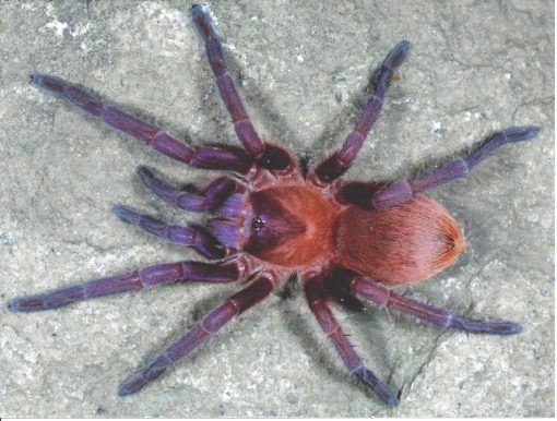 Citharacanthus cyaneus (SpidersForge)