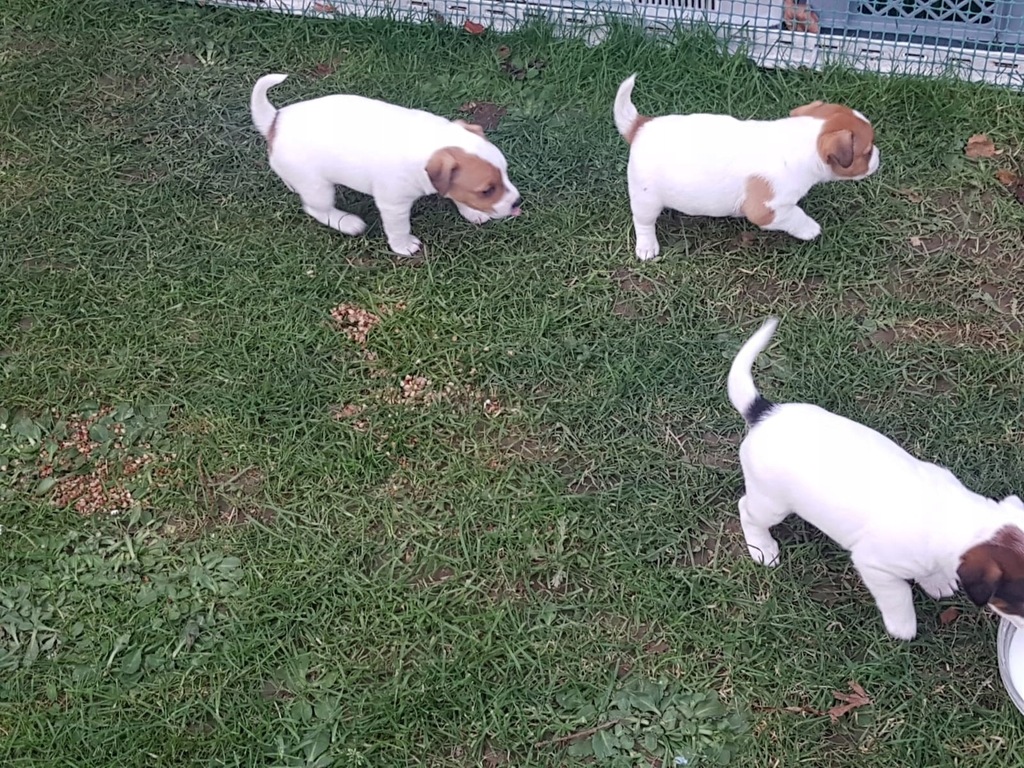Jack Russell Terrier Szczeniak Olx Jack Russell Puppies For Sale