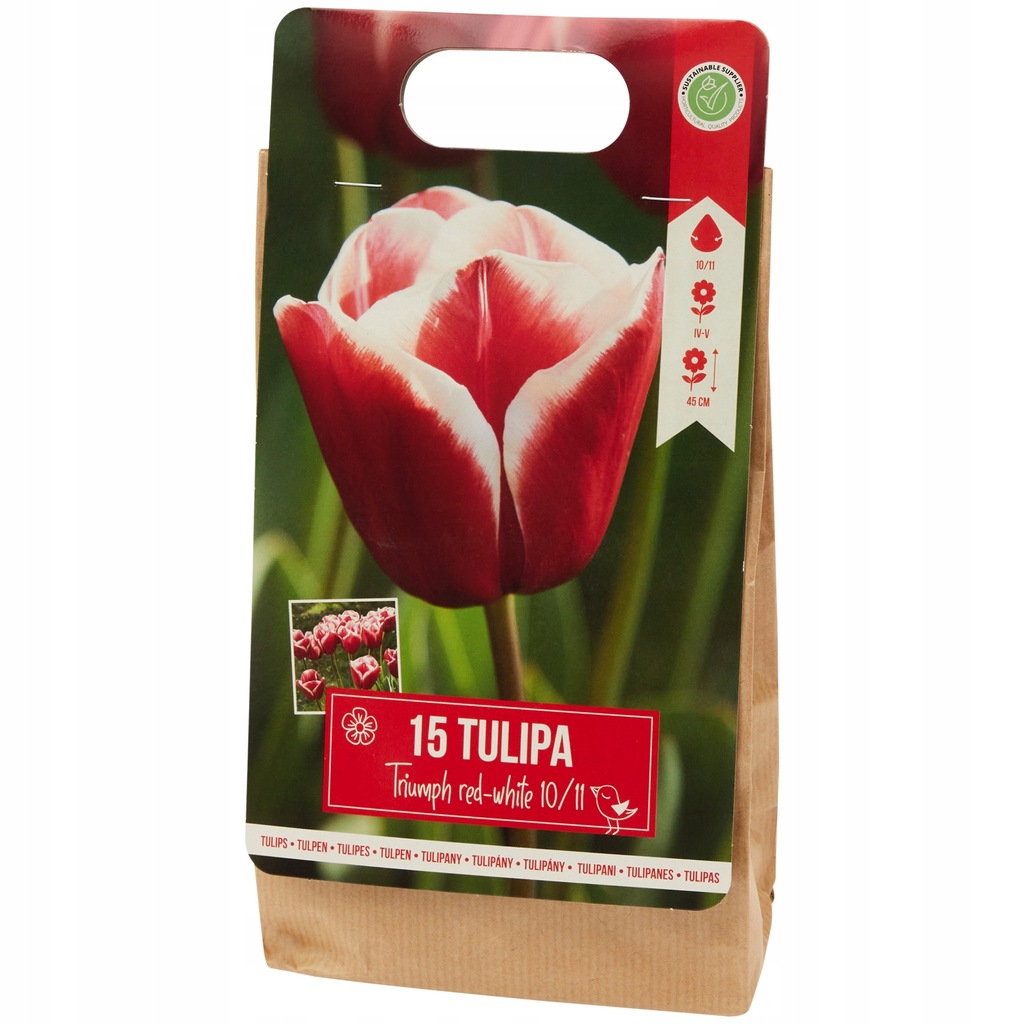 Tulipany Triumph Red - White 15 cebulek kwiatowych