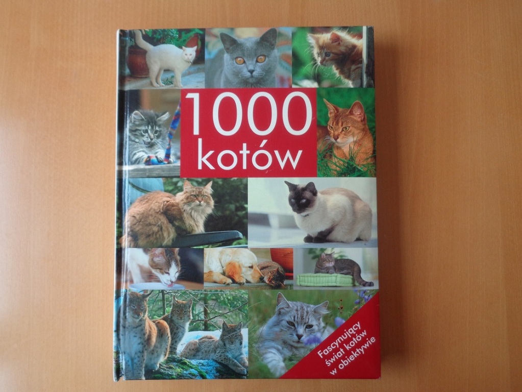 1000 kotów album