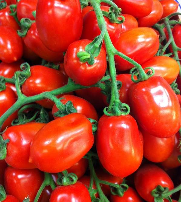 Купить Помидор SAN MARZANO Свежие семена Итальянский помидор: отзывы, фото, характеристики в интерне-магазине Aredi.ru