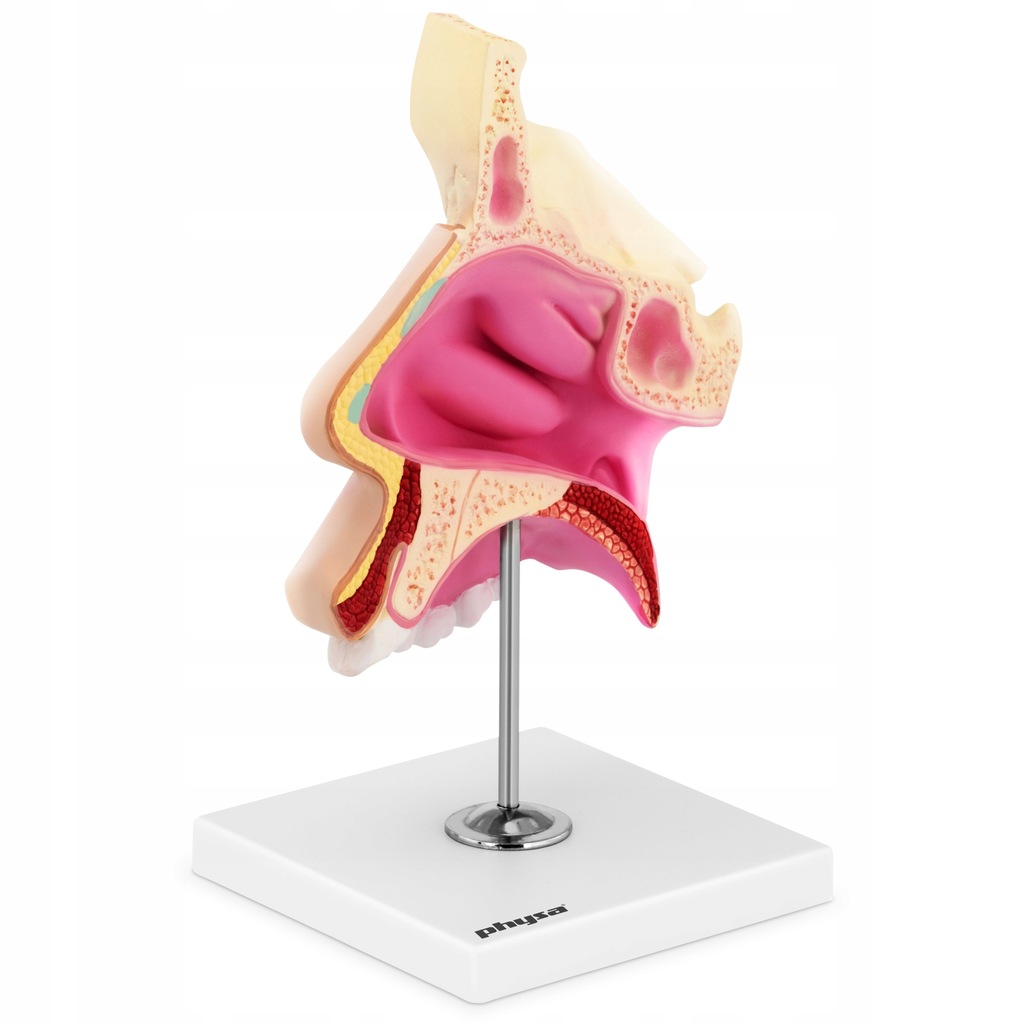 BUDOWA 3D LUDZKIEJ JAMY NOSOWEJ MODEL W SKALI 1:1