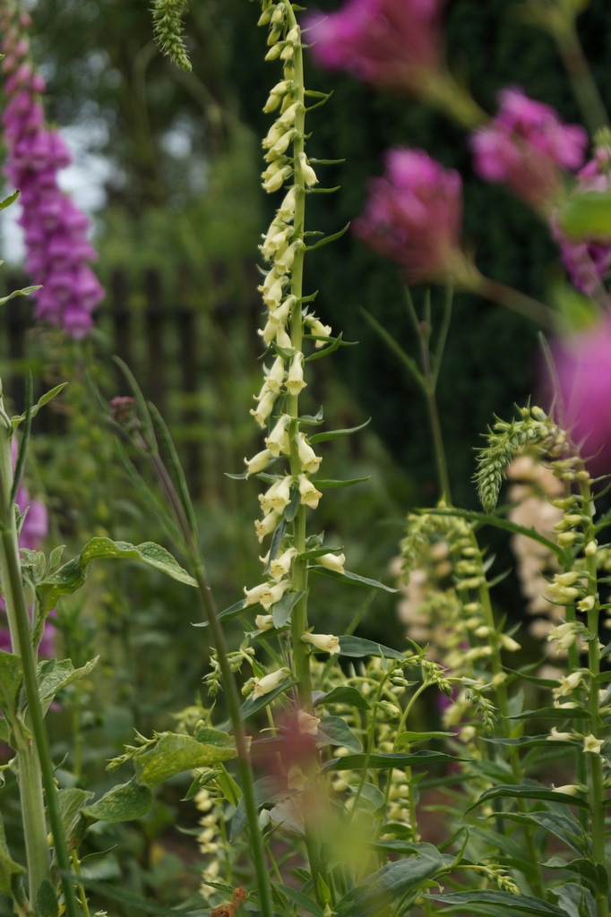 Digitalis lutea Naparstnica żółta bylina nasiona