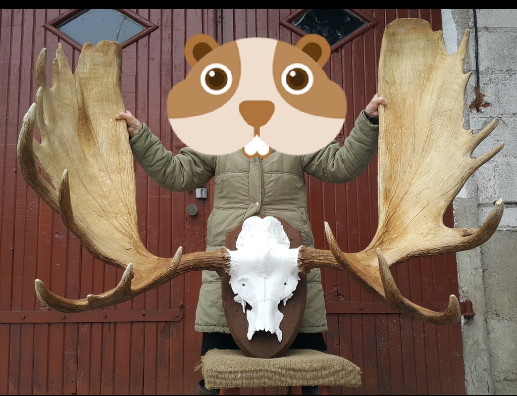 Duże poroże Łosia Alaska 25,30 kg łopatacz