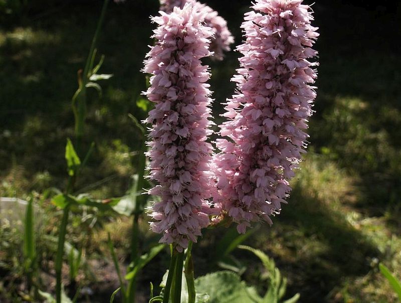 Rdest Wężownik - sadzonki - 5002 - 11947087810 - oficjalne archiwum Allegro