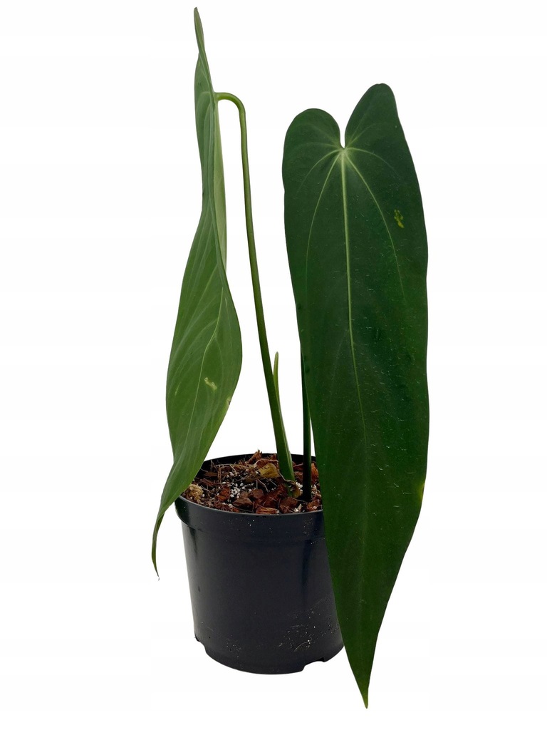 Anthurium warocqueanum Esmeralda AWE3 Rarytas