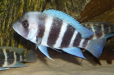Pyszczak hełmiasty Cyphotilapia frontosa Burundi
