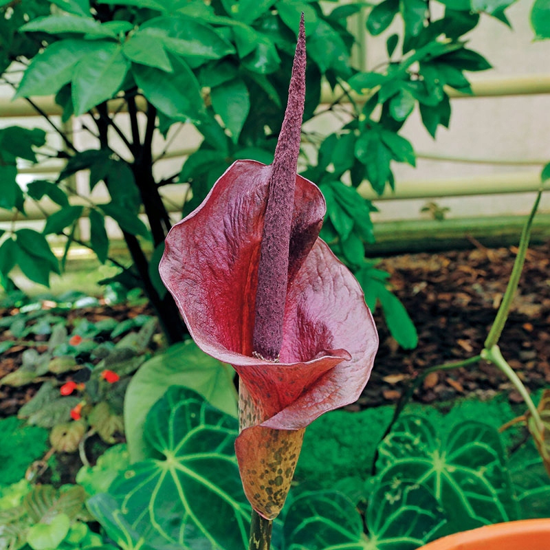 Dziwidło Olbrzymie Amorphophallus cebulka 18+ 1 szt