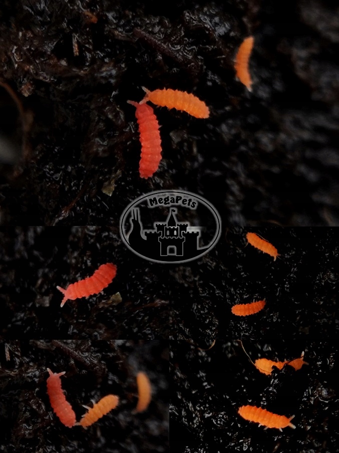 Bilobella braunerae Skoczogonki Kulanki Prosionki