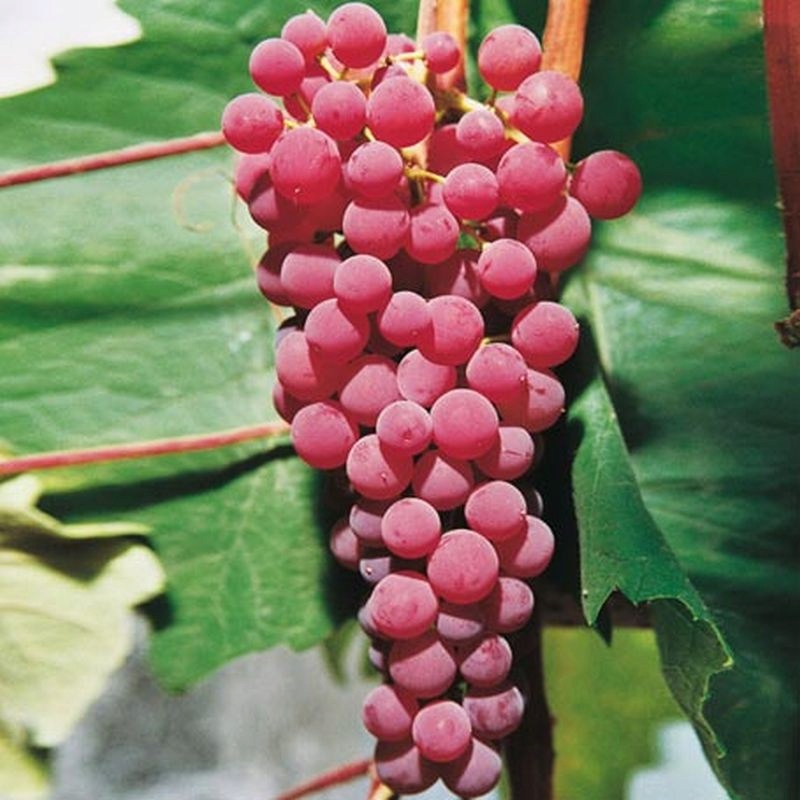 Winorośl 'Suffolk Red' poj. 1l