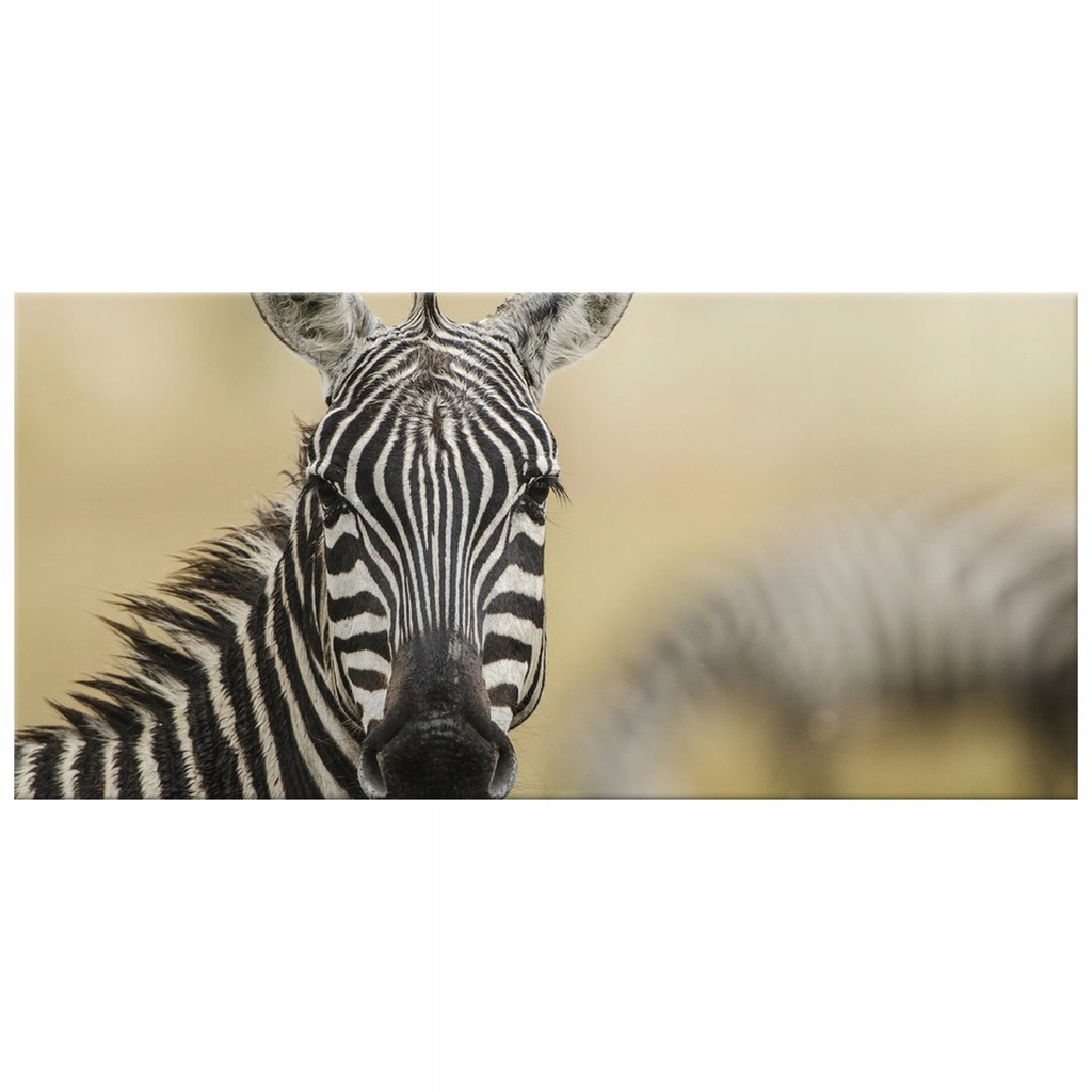 Zebra отзывы. Rasasi rumz al rasasi 9325 pour elle w edp 50 ml зебра. духи, rumz al rasasi. Me zebra. зебра лихоборы тренеры.