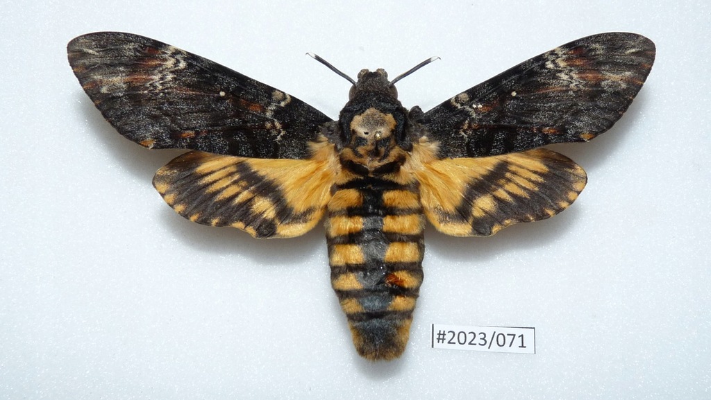 Motyl Acherontia atropos samica 110mm.