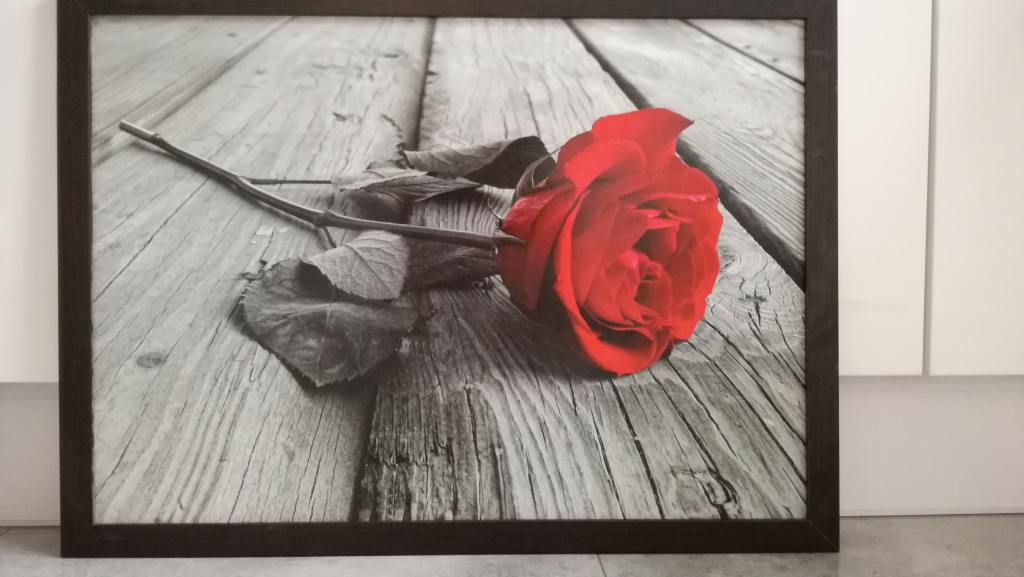 Obraz czerwona róża na szarym tle