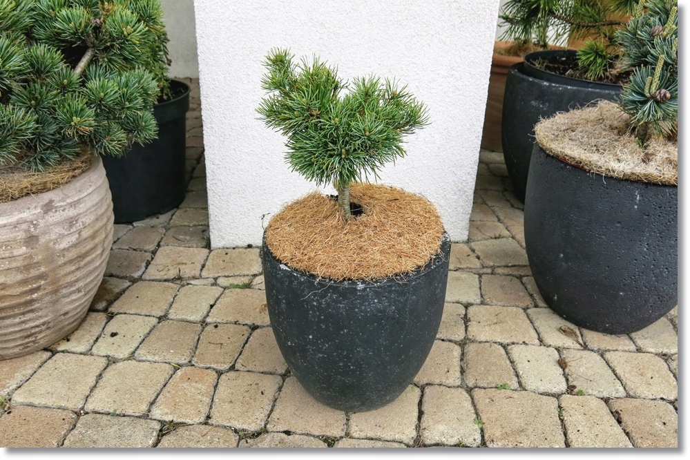 Pinus parviflora Little Hedgehog - unikat !!!