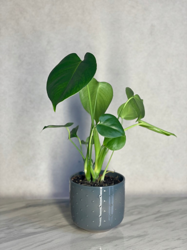 *HIT* Monstera Deliciosa , Monstera Tauerii 40cm