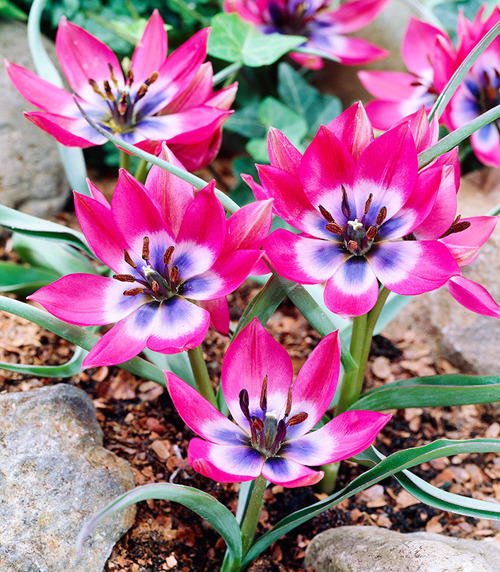 Тюльпан Липского Tulipa lipskyi