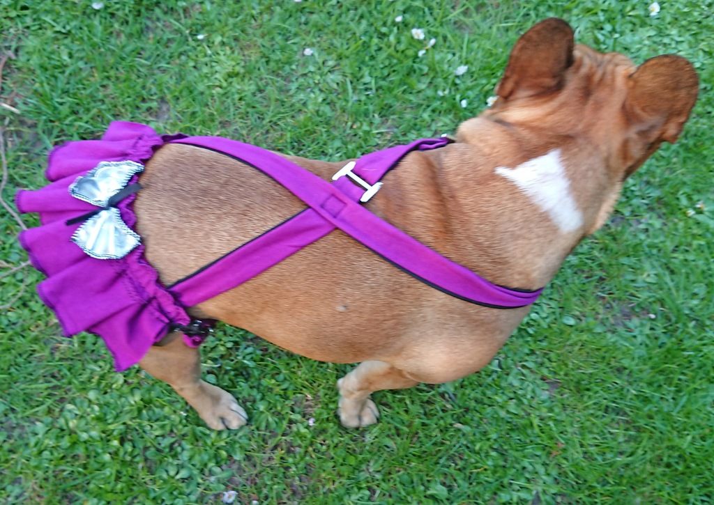 Majtki na cieczkę szelki buldog francuski - 7990399463 - oficjalne