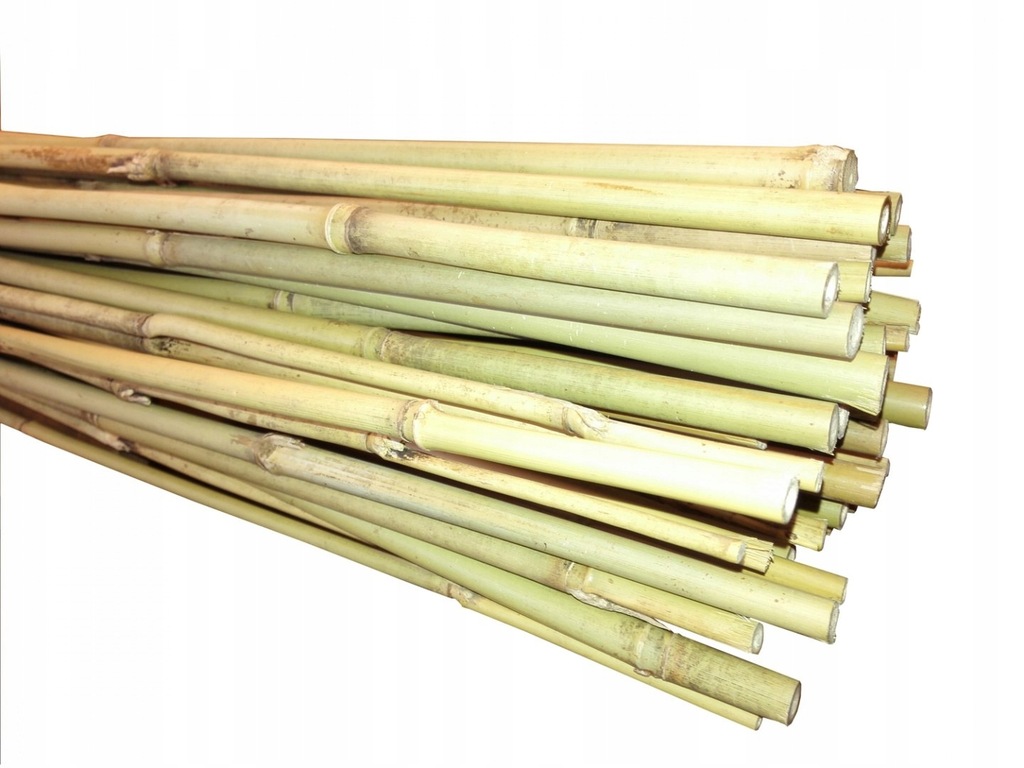 Tyczka Bambusowa 180cm (14-16mm)