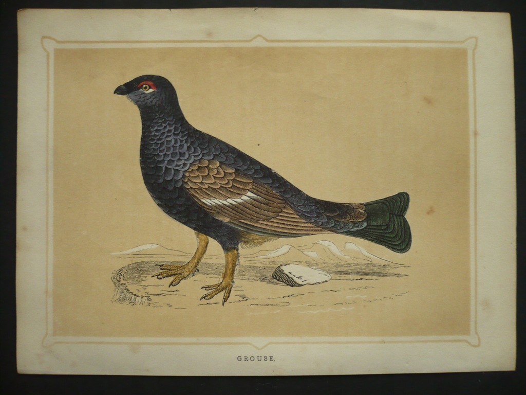 ptak głuszec, oryg. 1852 + akwarela