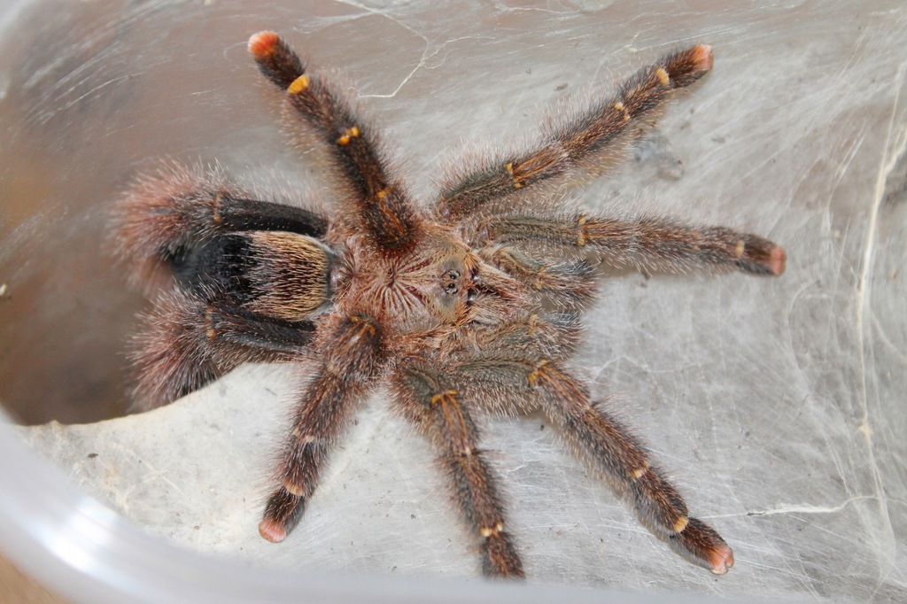 Avicularia rufa (SpidersForge)