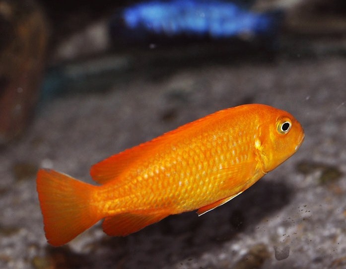 PYSZCZAK Pseudotropheus Saulosi Coral Adamiak-ZOO