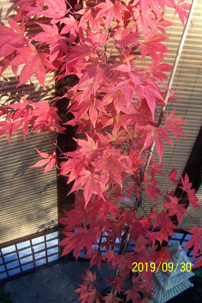 Klon czerwony palmowy Koi szczepiony japoński inny - 8539609308