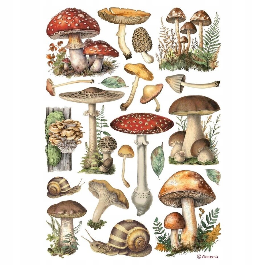 Stamperia Papier ryżowy A4 Mushrooms (DFSA41000)