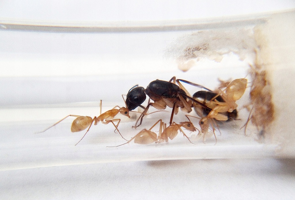 Camponotus maculatus Królowa do Hodowli
