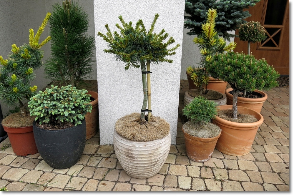 Pinus parviflora 'Koraku'- wspaniały unikat !!!