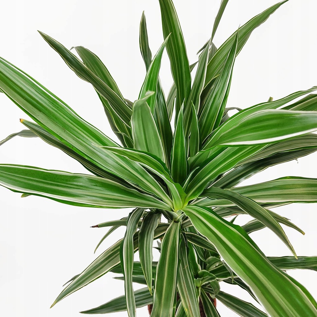 Wytrzymała dracena Warnecki dwukolorowa