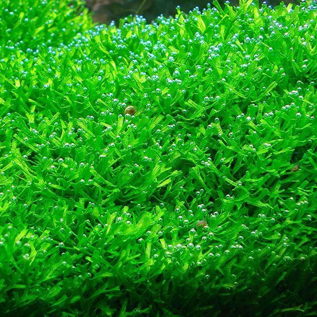 Riccia fluitans - IN VITRO 100ml wgłębka wodna